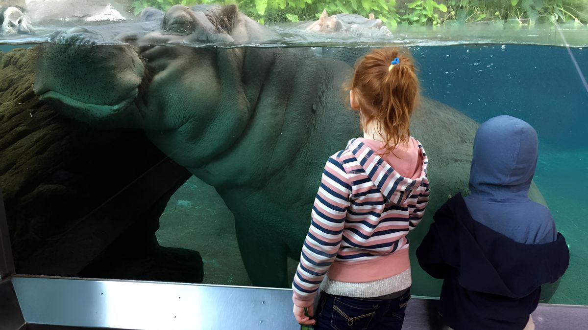 Two children stand by an indoor glass viewing window, looking closely at a large hippopotamus swimming underwater in an enclosure.