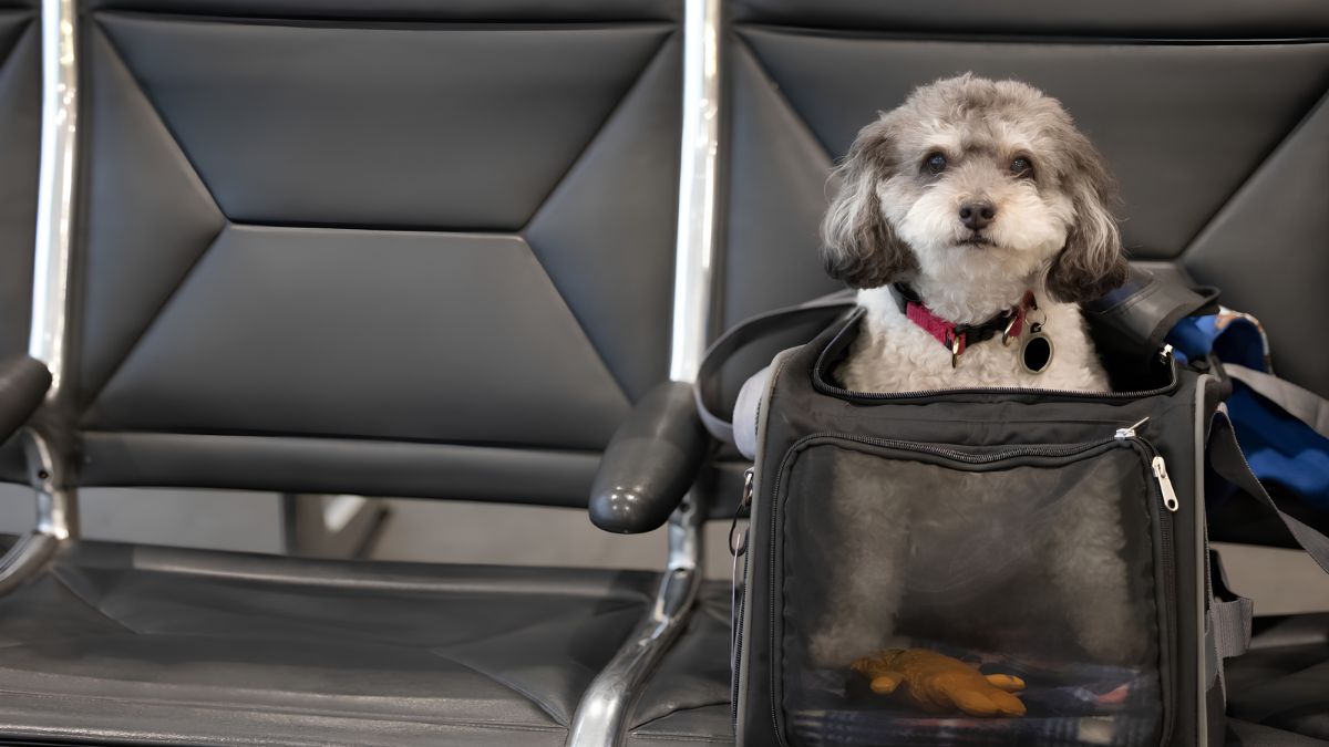 A small grey fluffy dog sitting inside a black pet travel carrier on a terminal seat while preparing for cross-border travel